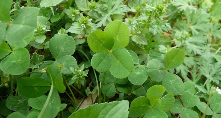 4 leaf clover